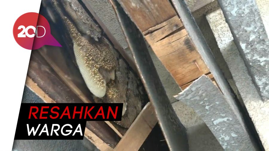 Teror Lebah Pembunuh di Probolinggo, Tim Damkar Turun Tangan