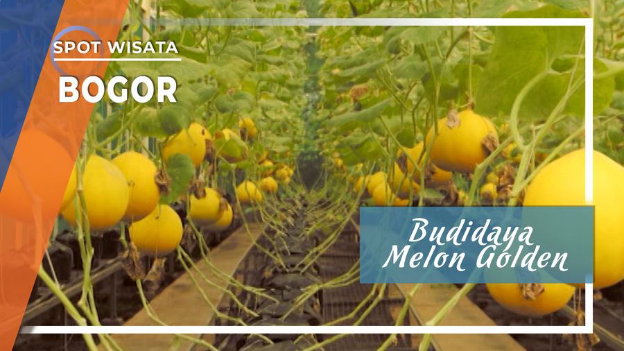 Budidaya Melon Golden, Bogor 