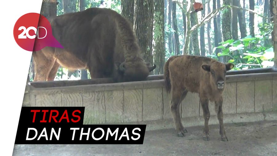 Melihat 3 Anak Bison yang Baru Lahir di Taman Safari Prigen