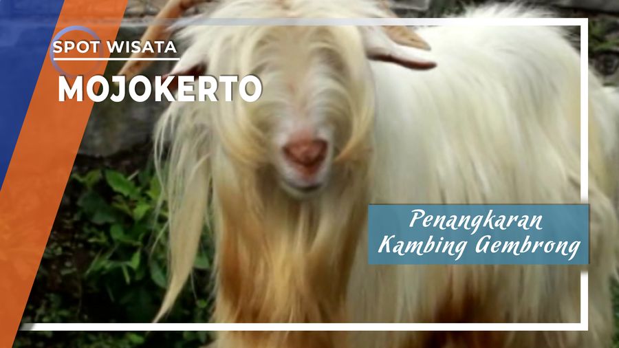 Penangkaran Kambing Gembrong, Mojokerto 