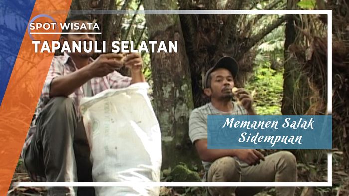 Memanen Salak Sidempuan, Tapanuli Selatan