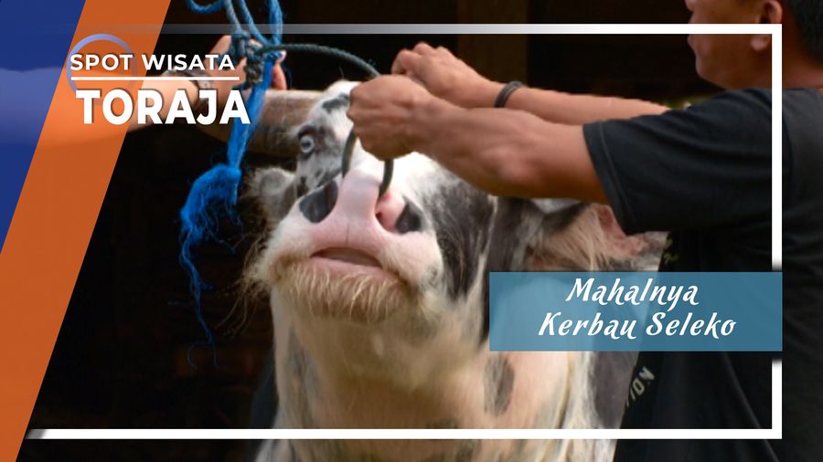 Mahalnya Kerbau Seleko, Toraja  