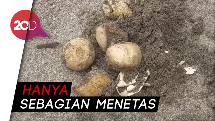 Cuaca Buruk, Ratusan Telur Penyu di Polewali Gagal Menetas