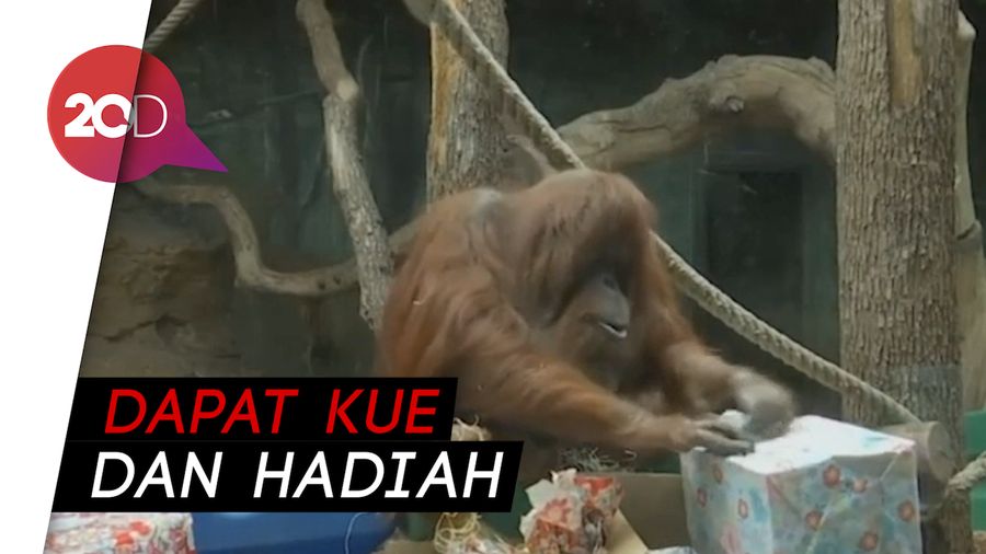 Orangutan Kalimantan Rayakan Ulang Tahun Emas di Paris