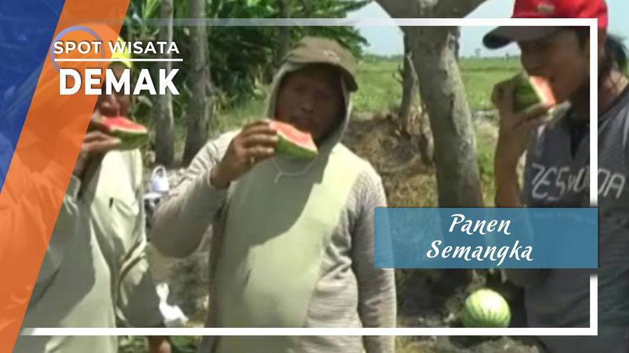 Panen Semangka, Demak