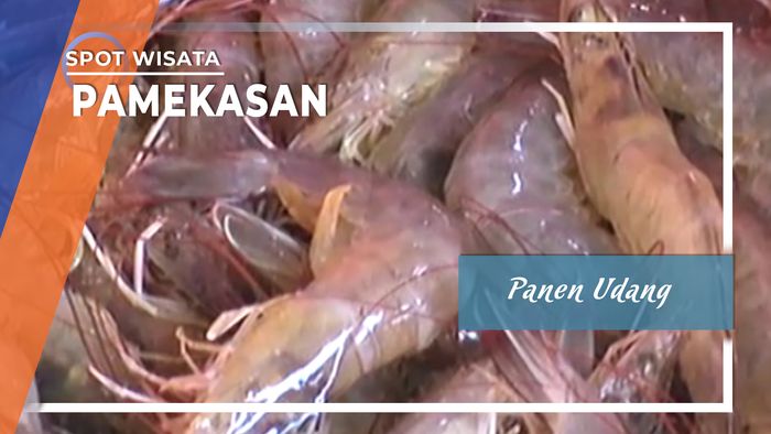 Panen Udang, Pamekasan