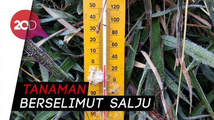 Fenomena Suhu Minus di Dataran Tinggi Dieng Kembali Terjadi