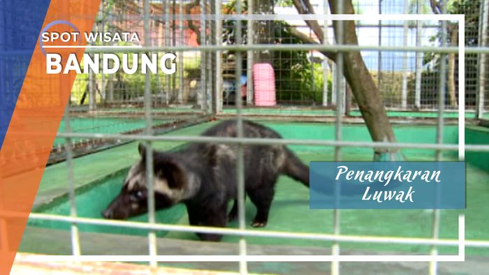 Penangkaran Luwak, Bandung