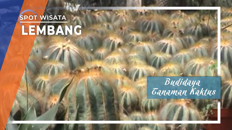 Budidaya Tanaman Kaktus Maribaya Lembang