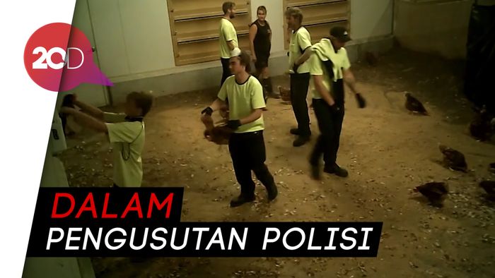 Sadis! Penyiksaan Ayam di Peternakan Australia Terekam Kamera  