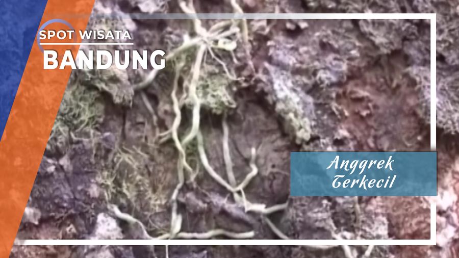 Anggrek Terkecil Di Dunia Dapat Ditemui di Hutan Raya Bandung