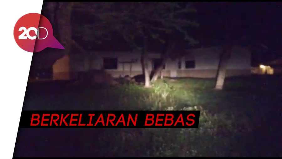 Langka! Beruang Madu Berkeliaran di Bukit Mayang Riau