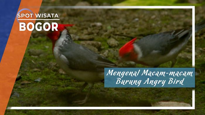 Mengenal Karakter Angry Bird di Bogor Jawa Barat
