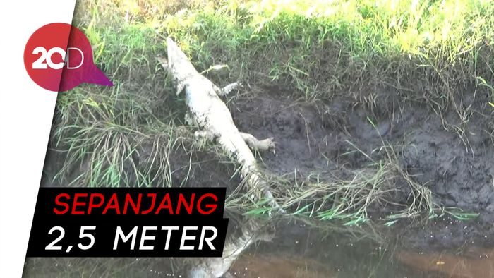 Buaya Rawa Ditemukan Mati di Pinggir Sungai Jambi