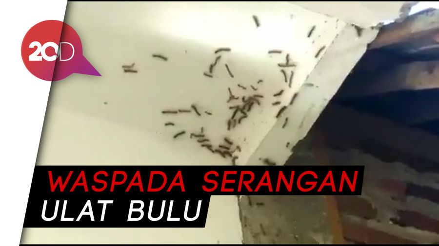 Tiga Desa di Pasuruan Dilanda Serangan Ulat Bulu