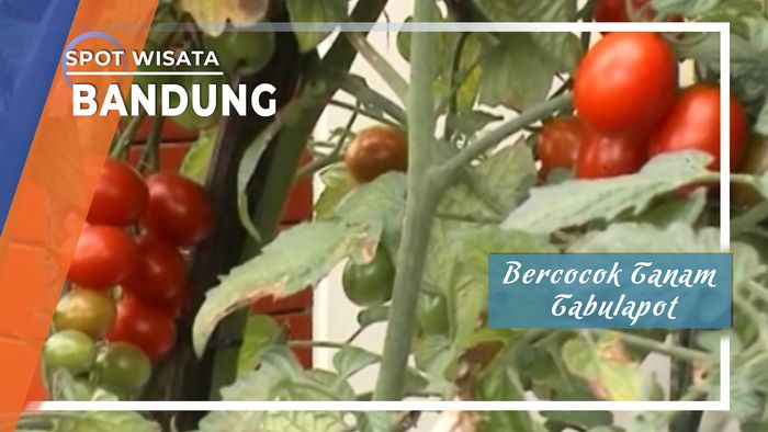 Bercocok Tanam Tabulapot Lembang Bandung 