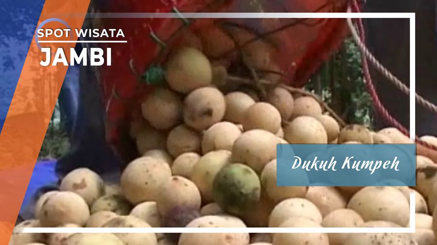 Duku Kumpeh Asal Muaro Jambi