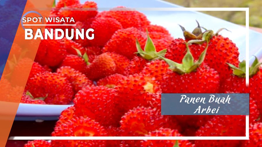 Panen Buah Arbei Pengalengan Bandung