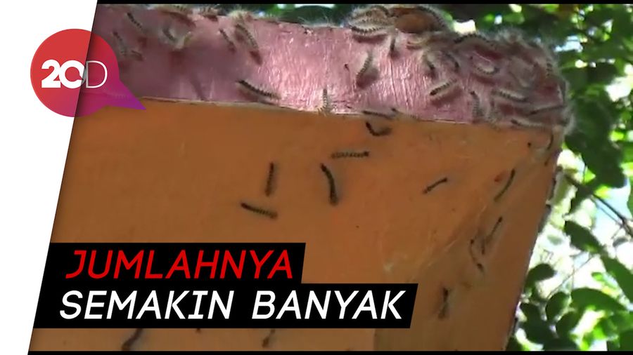  Masjid dan Sekolah Juga Diserbu Ulat Bulu di Pasuruan