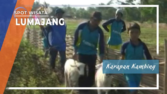 Karapan Kambing, Lumajang