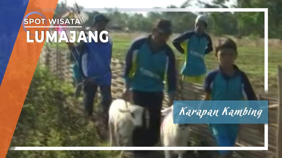 Karapan Kambing, Lumajang