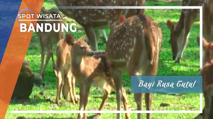 Bayi Rusa Tutul  