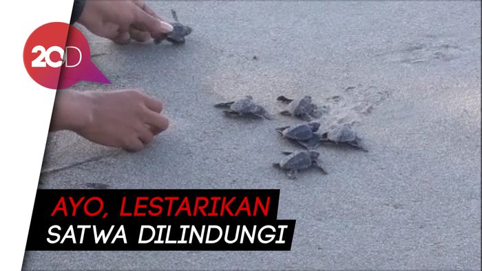 Lestarikan Penyu, Ratusan Tukik Dilepasliarkan ke Lautan