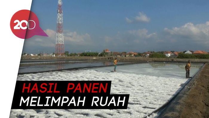 Tahun Ini, Petani Garam di Probolinggo Prediksi akan Panen Raya