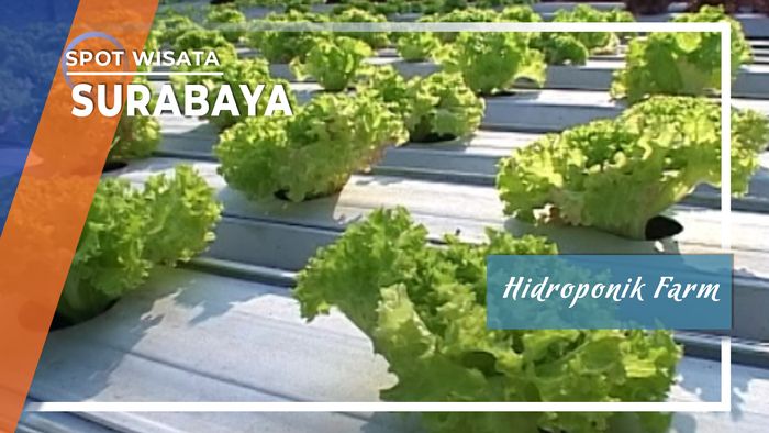 Hidroponik Farm, Surabaya