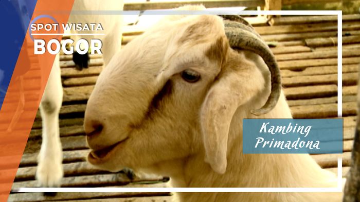 Kambing Primadona, Bogor
