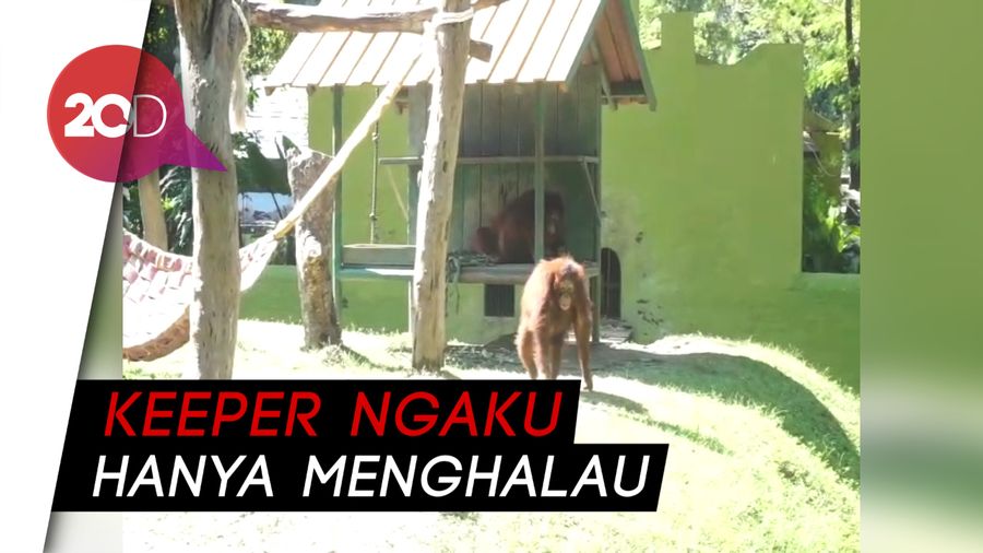 Di Medsos Ada Kabar Orang Utan Disiksa, Pengelola KBS Buka Suara