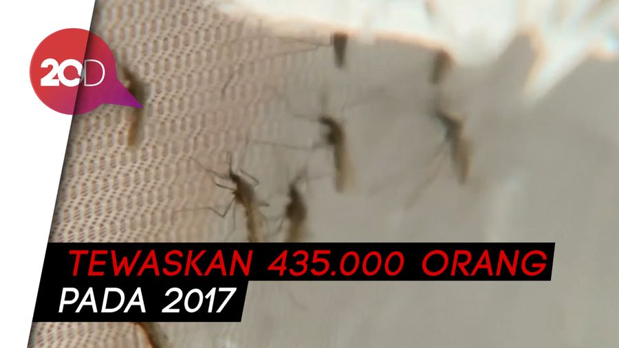 Ilmuwan Manfaatkan Laba-laba Perangi Keganasan Nyamuk Malaria
