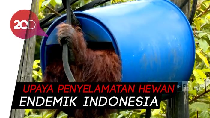 Melihat Konservasi Orang Utan di Kabupaten Kutai Kartanegara