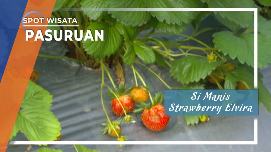 Si Manis Strawberry Elvira Pasuruan
