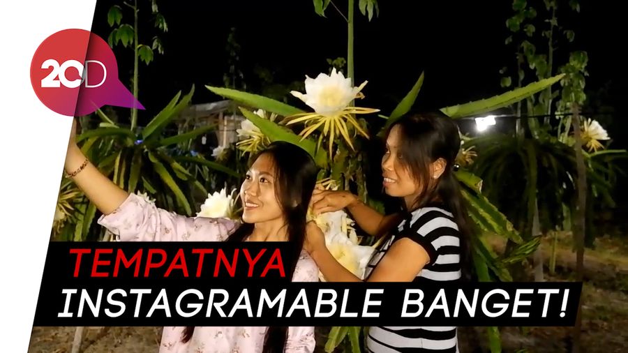 Gemerlapnya Kebun Buah Naga Ini di Malam Hari