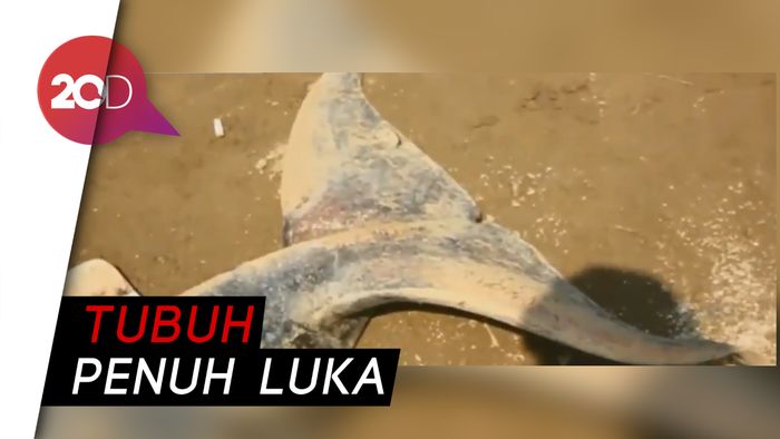 Paus Pilot Mati Terdampar di Pantai Sukabumi