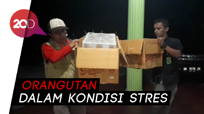 Penyelundupan Orangutan Digagalkan, 2 Pelaku Diamankan
