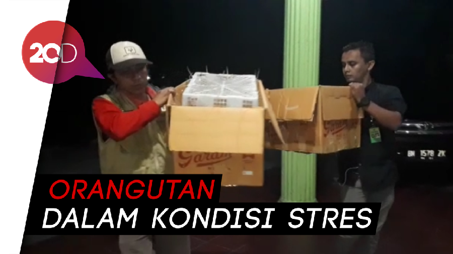 Penyelundupan Orangutan Digagalkan, 2 Pelaku Diamankan