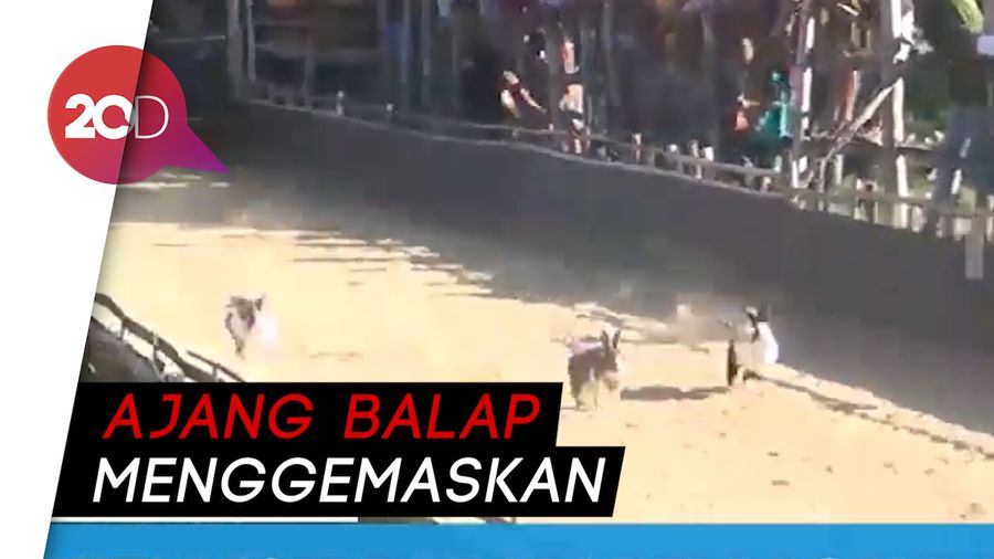 Gemasnya! Lihat Karapan Kelinci di Sampang