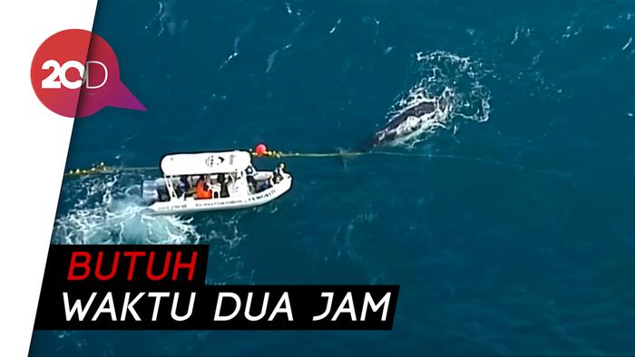 Heroik! Penyelamatan Ikan Paus dari Jaring Nelayan