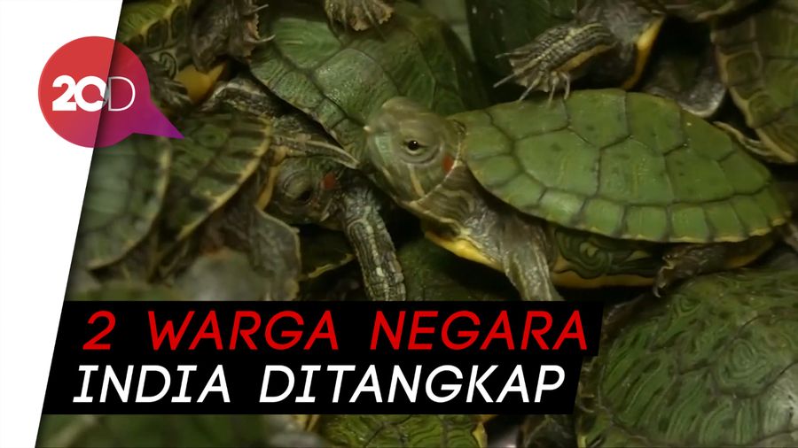 Malaysia Berhasil Gagalkan Penyelundupan 5.000 Terappin