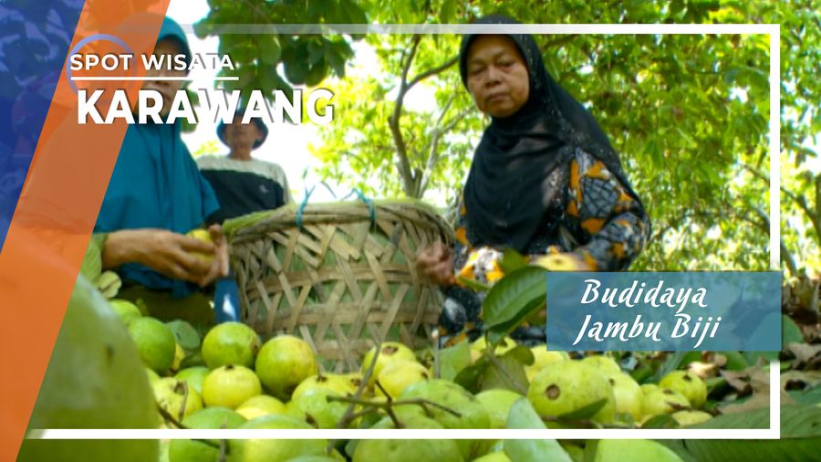 Budidaya Jambu Biji, Karawang 