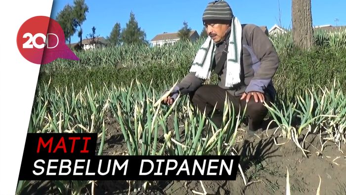 Duh, Kebun Petani di Kawasan Bromo Rusak Gegara Embun Upas