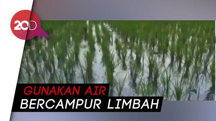 Kekeringan, Petani di Karawang Pakai Air Tercemar untuk Pengairan