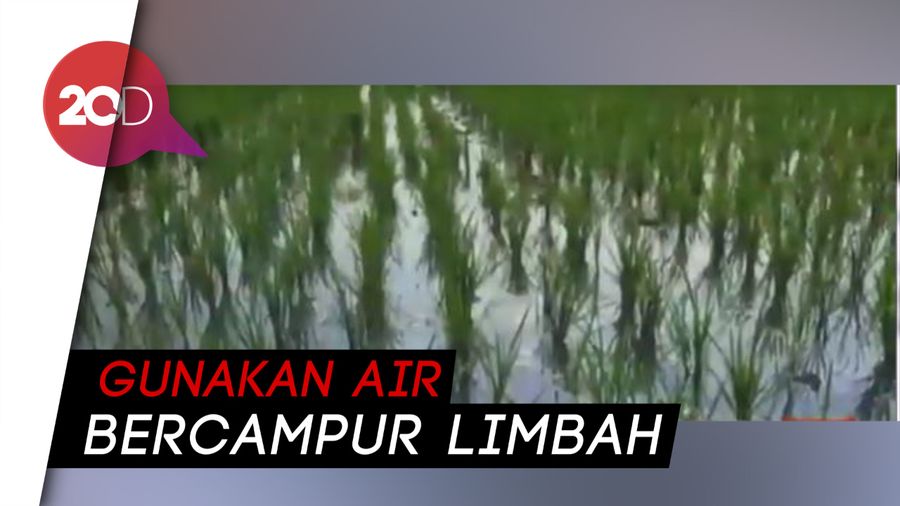Kekeringan, Petani di Karawang Pakai Air Tercemar untuk Pengairan
