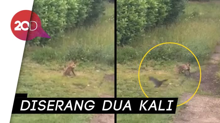 Terekam Kamera!  Burung Gagak Sedang Serang Rubah
