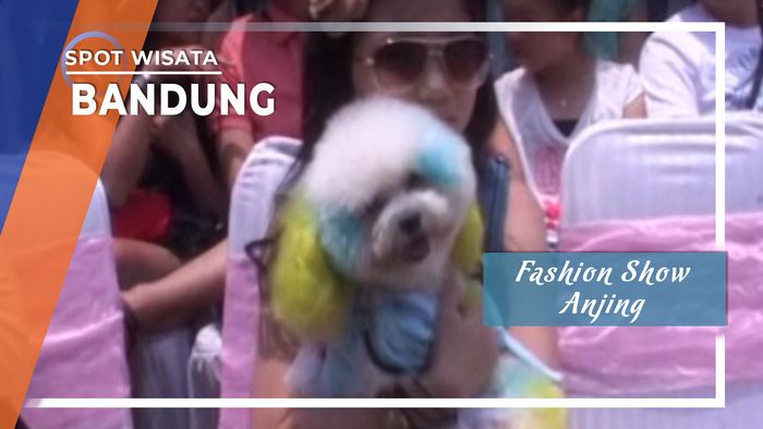 Fashion Show Anjing Bandung