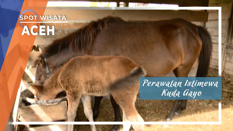 Perawatan Istimewa Kuda Gayo Aceh