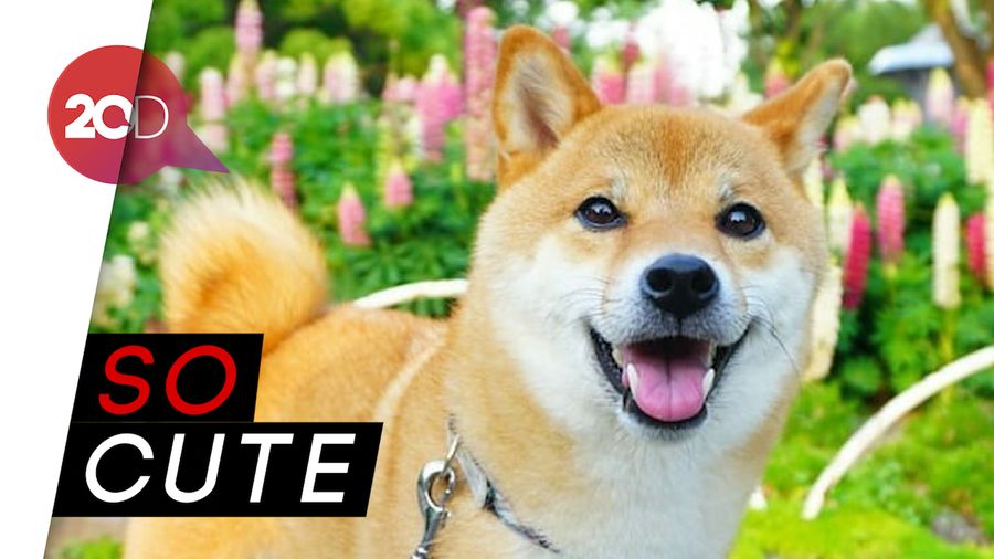 Gemas! Anjing Ini Pandai Tiru Ulang Posenya di Foto