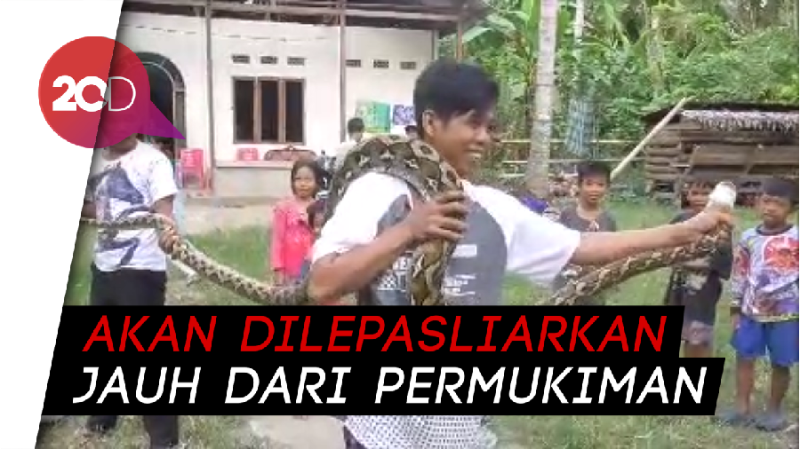 Kerap Mangsa Ternak, Ular Piton Raksasa Ditangkap Warga